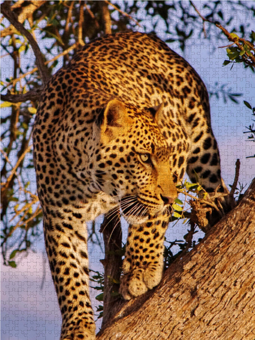 Leopard - CALVENDO Foto-Puzzle - calvendoverlag 29.99
