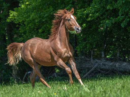 Galopp unter freiem Himmel - CALVENDO Foto-Puzzle - calvendoverlag 29.99