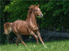 Galopp unter freiem Himmel - CALVENDO Foto-Puzzle - calvendoverlag 29.99