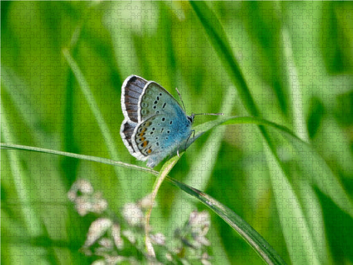 Fauna trifft Flora - Tierischer Besuch im Pflanzenreich - CALVENDO Foto-Puzzle - calvendoverlag 29.99