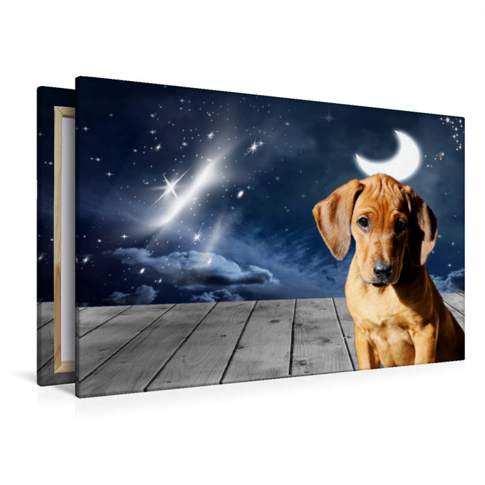 Premium Textil-Leinwand Premium Textil-Leinwand 120 cm x 80 cm quer Rhodesian Ridgeback Mond und Sterne