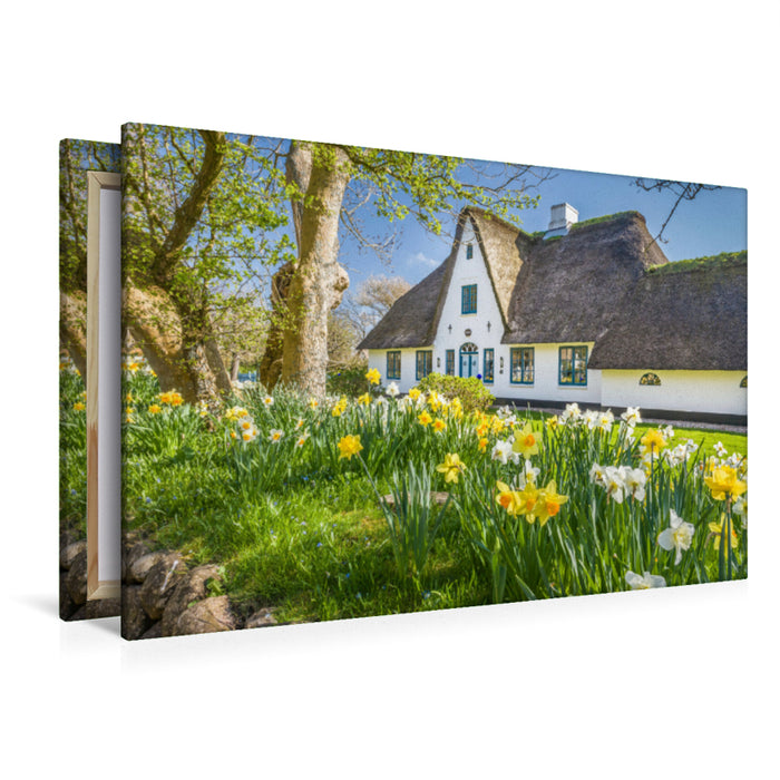 Premium textile canvas Premium textile canvas 120 cm x 80 cm across Historical thatched roof house with daffodils on Sylt 