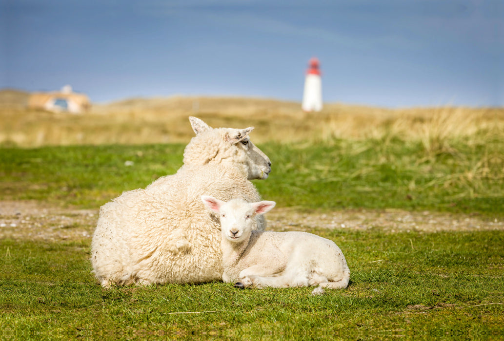 Premium textile canvas Premium textile canvas 120 cm x 80 cm across Sheep in the Ellenbogen nature reserve on Sylt 