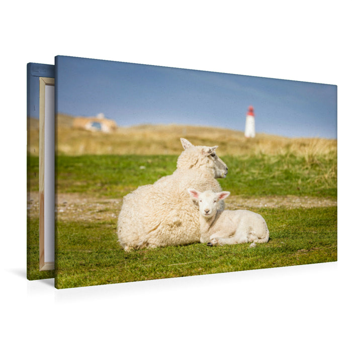 Premium textile canvas Premium textile canvas 120 cm x 80 cm across Sheep in the Ellenbogen nature reserve on Sylt 