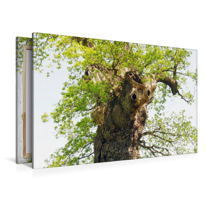 Premium textile canvas Premium textile canvas 120 cm x 80 cm landscape Old tree with character 