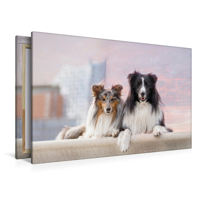 Premium Textil-Leinwand Premium Textil-Leinwand 120 cm x 80 cm quer Ein Motiv aus dem Kalender Hamburger Hafencity - Unterwegs mit den Shelties Finn und Louis