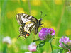 Schmetterlinge in Europa - CALVENDO Foto-Puzzle - calvendoverlag 29.99