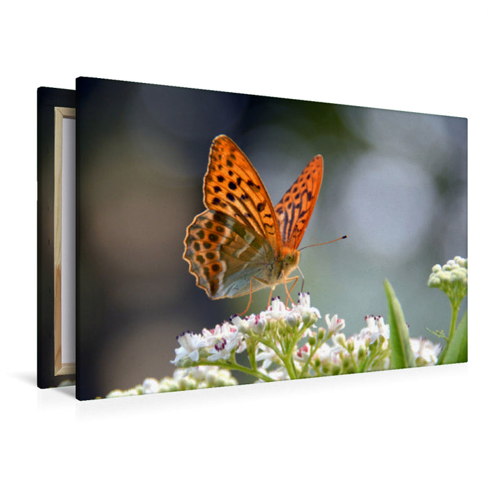 Premium Textil-Leinwand Premium Textil-Leinwand 120 cm x 80 cm quer Ein Motiv aus dem Kalender Schmetterlinge in Europa