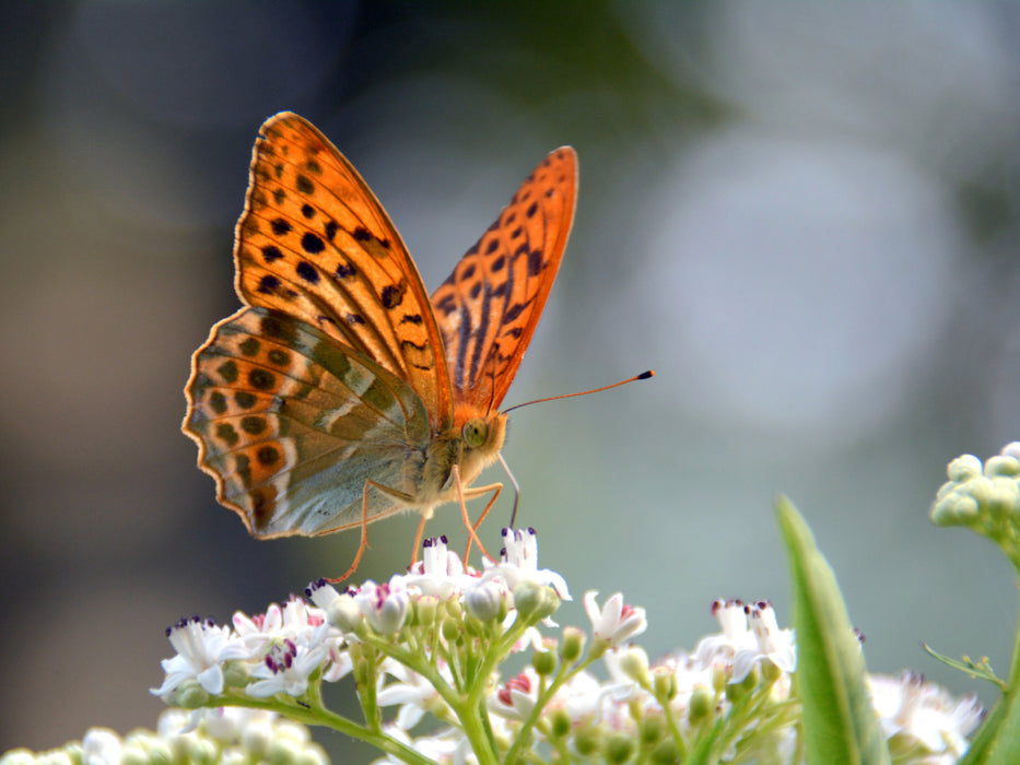 Schmetterlinge in Europa - CALVENDO Foto-Puzzle - calvendoverlag 29.99