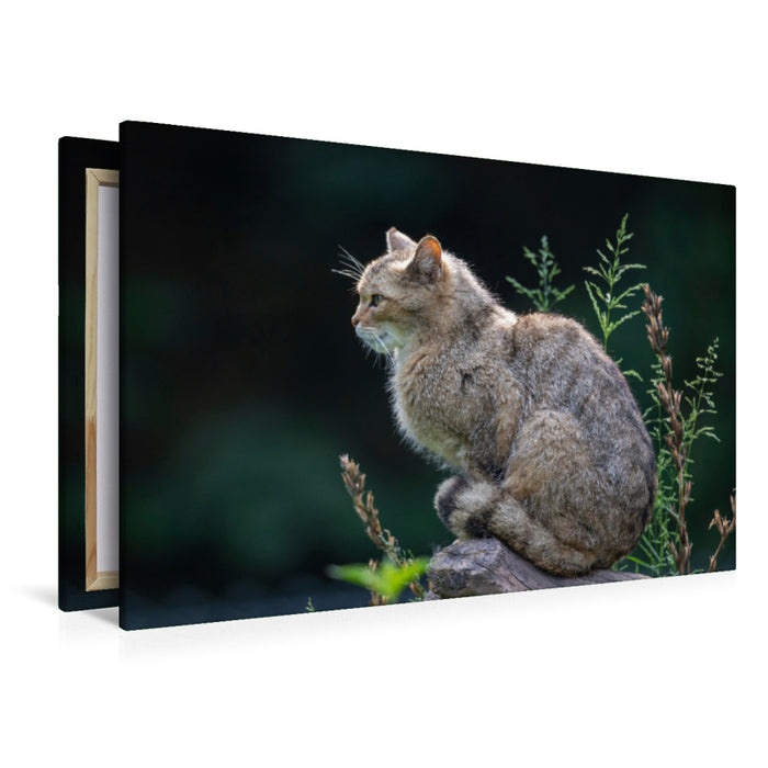 Premium Textil-Leinwand Premium Textil-Leinwand 120 cm x 80 cm quer Eleganz und Schönheit - die Wildkatze.