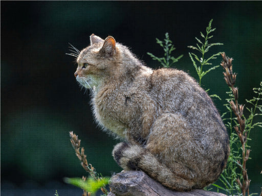 Eleganz und Schönheit - die Wildkatze. - CALVENDO Foto-Puzzle - calvendoverlag 49.99