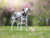 Dalmatiner im Frühling - CALVENDO Foto-Puzzle - calvendoverlag 29.99