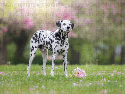 Dalmatiner im Frühling - CALVENDO Foto-Puzzle - calvendoverlag 29.99