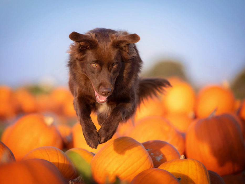 Australian Shepherd - CALVENDO Foto-Puzzle - calvendoverlag 29.99