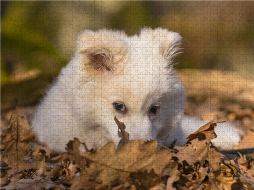 Welpe 1 - Islandhund - CALVENDO Foto-Puzzle - calvendoverlag 29.99