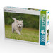 Welpe 5 - Islandhund - CALVENDO Foto-Puzzle - calvendoverlag 29.99