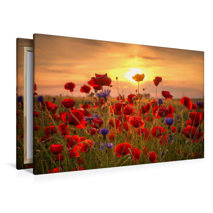 Premium Textil-Leinwand Premium Textil-Leinwand 120 cm x 80 cm quer Ein Motiv aus dem Kalender Mohnblumen