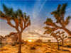 Herrlicher Sonnenuntergang im Joshua Tree National Park - CALVENDO Foto-Puzzle - calvendoverlag 29.99