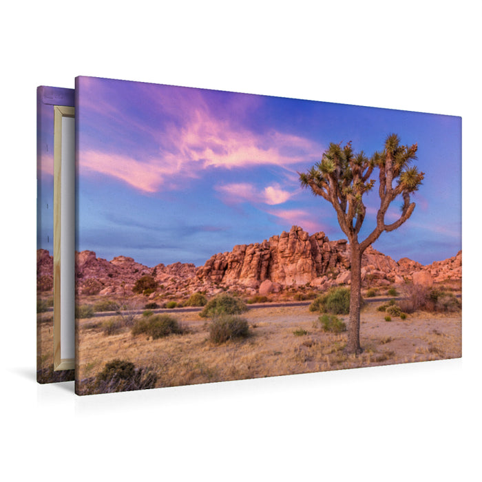 Premium Textil-Leinwand Premium Textil-Leinwand 120 cm x 80 cm quer Joshua Tree im Abendlicht