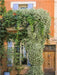 Üppig bewachsenes Haus im Dorf St. Saturnin-les-Apt, Provence, Frankreich - CALVENDO Foto-Puzzle - calvendoverlag 29.99