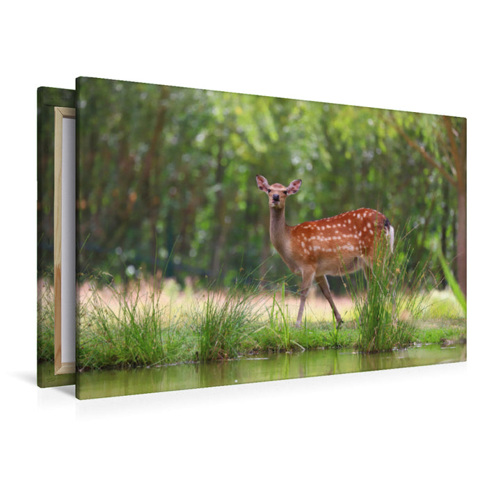 Premium Textil-Leinwand Premium Textil-Leinwand 120 cm x 80 cm quer Freches Bambi