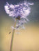 Pusteblume - CALVENDO Foto-Puzzle - calvendoverlag 29.99