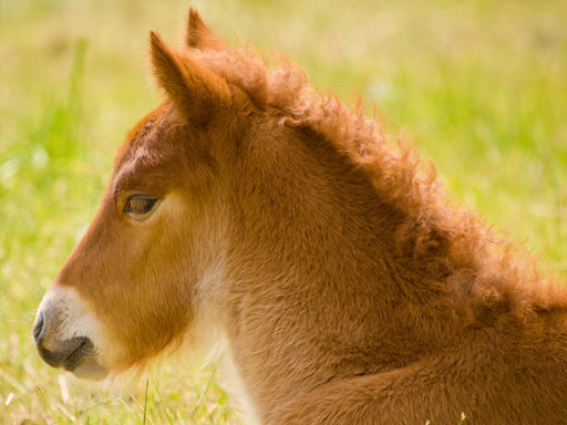 Flauschiges Fohlen liegt auf einer Wiese - CALVENDO Foto-Puzzle - calvendoverlag 29.99