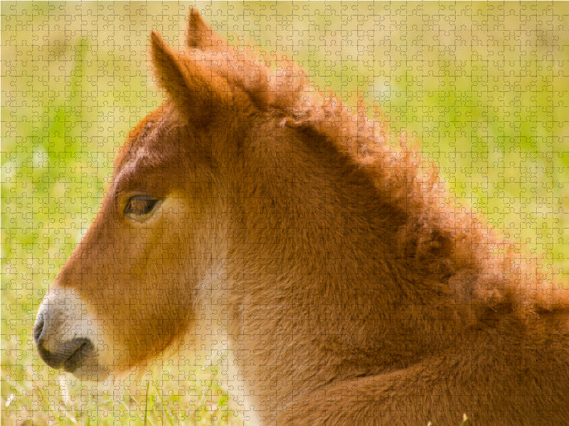 Flauschiges Fohlen liegt auf einer Wiese - CALVENDO Foto-Puzzle - calvendoverlag 29.99