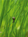 Kleine Schnecke im hohen Gras - CALVENDO Foto-Puzzle - calvendoverlag 39.99
