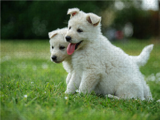 Welpen Zeit - Berger Blanc Suisse - CALVENDO Foto-Puzzle - calvendoverlag 29.99