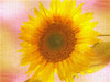 Blüten Symphonien aus den Gärten dieser Erde - CALVENDO Foto-Puzzle - calvendoverlag 39.99