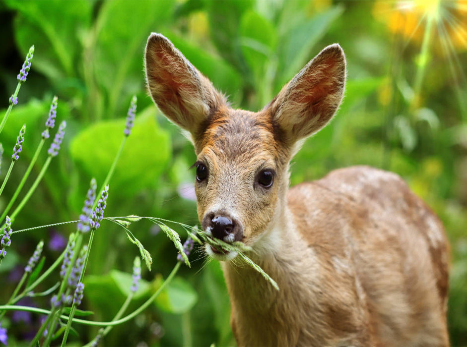 A cute deer fawn - CALVENDO photo puzzle 