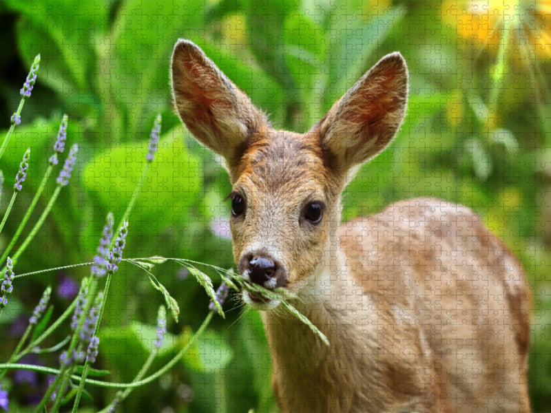 Ein niedliches Rehkitz - CALVENDO Foto-Puzzle