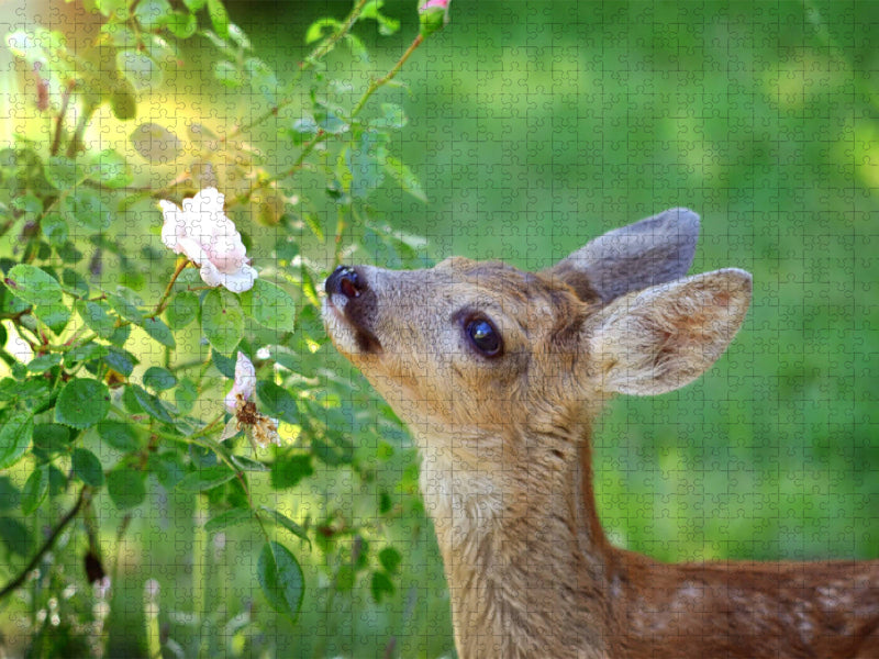 Rehkitz mit Rose - CALVENDO Foto-Puzzle