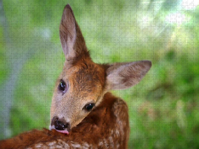 Fawn in portrait - CALVENDO photo puzzle 