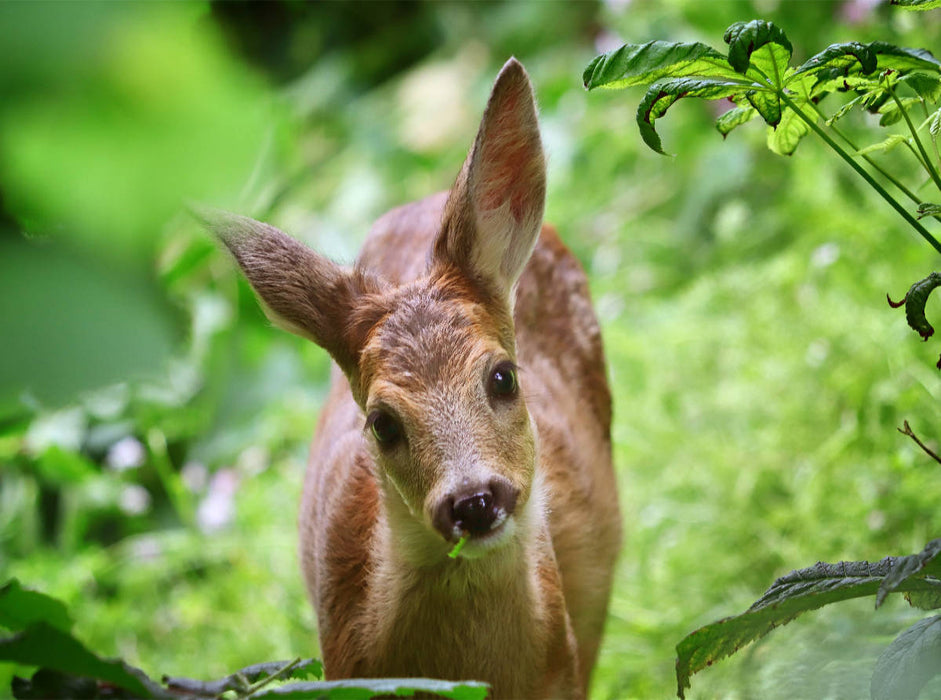 Gentle fawn - CALVENDO photo puzzle 