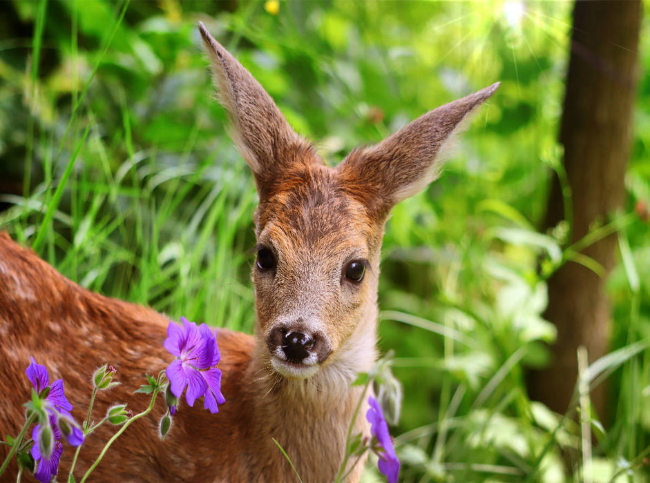 Fawn with purple flowers - CALVENDO photo puzzle 