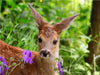 Rehkitz mit lila Blüten - CALVENDO Foto-Puzzle - calvendoverlag 29.99