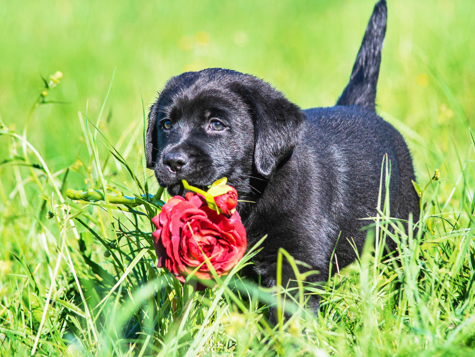 Der Blumendienst ist unterwegs - CALVENDO Foto-Puzzle - calvendoverlag 29.99