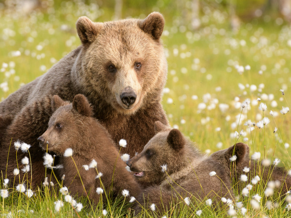 Bärenfamilie - Finnland - CALVENDO Foto-Puzzle - calvendoverlag 29.99