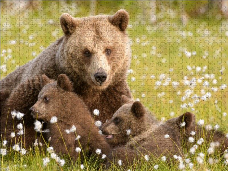 Bärenfamilie - Finnland - CALVENDO Foto-Puzzle - calvendoverlag 29.99