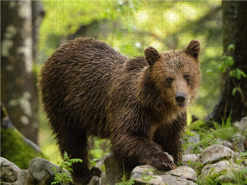 Braunbär - Slowenien - CALVENDO Foto-Puzzle - calvendoverlag 29.99