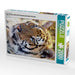 Tiger Portrait. Ein Motiv aus dem Kalender BIG CATS Fazinierende Nah-Portraits - CALVENDO Foto-Puzzle - calvendoverlag 29.99