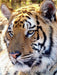 Tiger Portrait. Ein Motiv aus dem Kalender BIG CATS Fazinierende Nah-Portraits - CALVENDO Foto-Puzzle - calvendoverlag 29.99