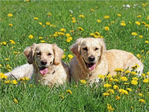 Golden Retriever im Frühling - CALVENDO Foto-Puzzle - calvendoverlag 29.99