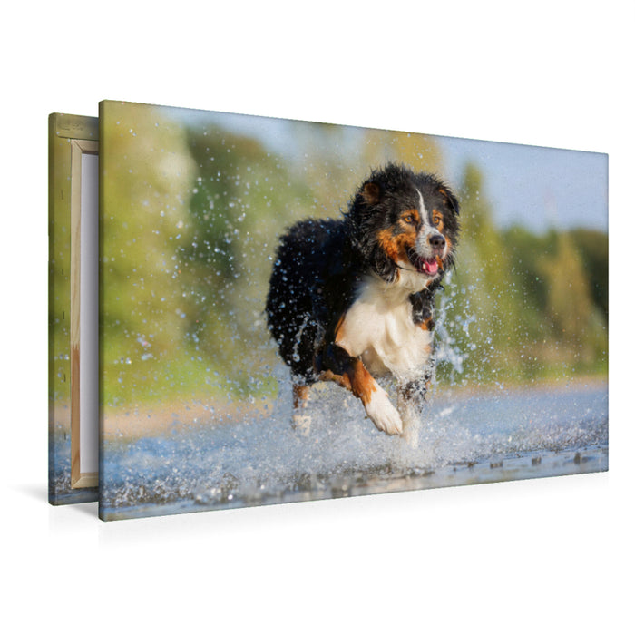 Premium Textil-Leinwand Premium Textil-Leinwand 120 cm x 80 cm quer Australian Shepherd rennt durchs Wasser