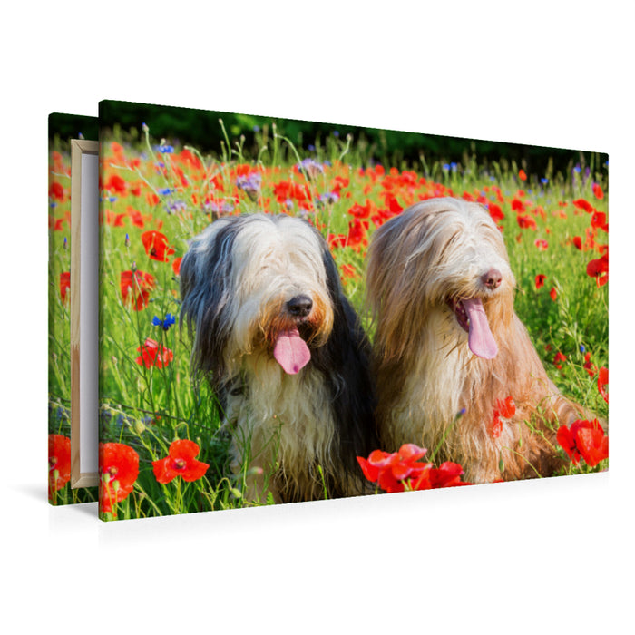 Premium Textil-Leinwand Premium Textil-Leinwand 120 cm x 80 cm quer Bearded Collies im Mohn