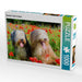 Bearded Collies im Mohn - CALVENDO Foto-Puzzle - calvendoverlag 29.99