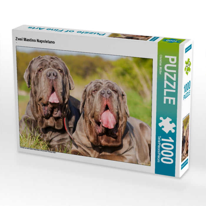 Zwei Mastino Napoletano - CALVENDO Foto-Puzzle - calvendoverlag 29.99