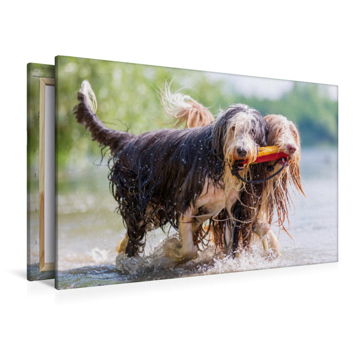 Premium Textil-Leinwand Premium Textil-Leinwand 120 cm x 80 cm quer Zwei Bearded Collies im Wasser